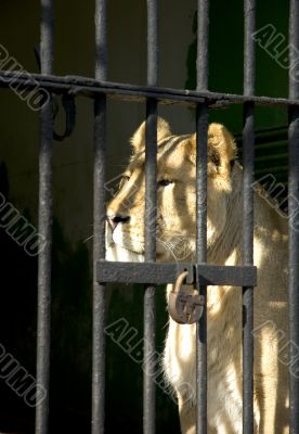 behind bars behind bars
