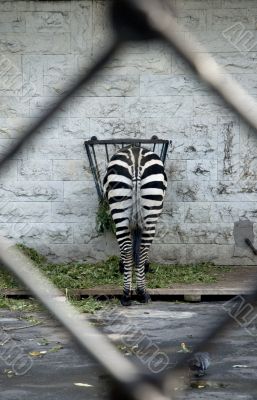 zebra - the rear view