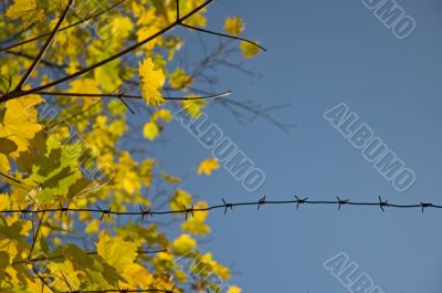 autumn in jail