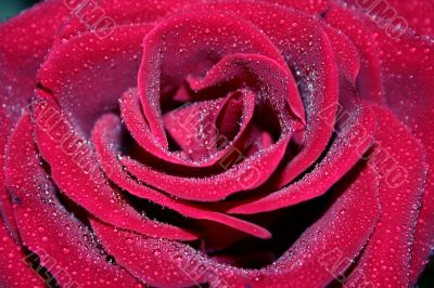 Macro of red rose with water drops on its petals