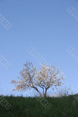 Almond tree