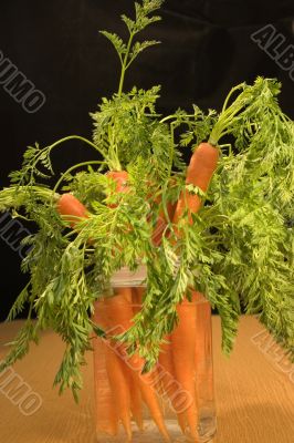 Fresh carrots