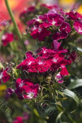 Dianthus