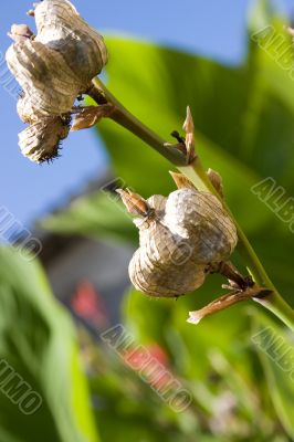 Dried canna
