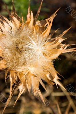 Dried flower