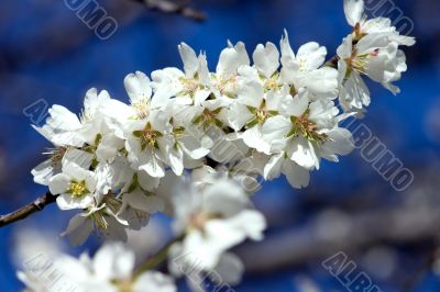 Flowering almond