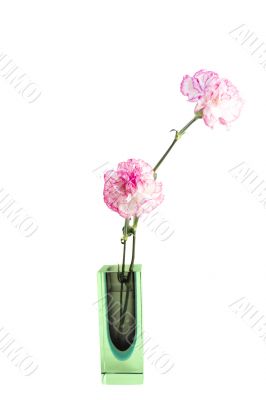 Carnations in vase