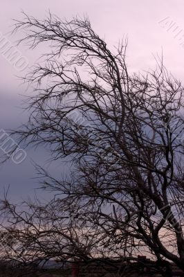 Leaning tree silhouette