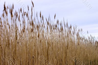 Marsh grass