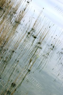 Marsh