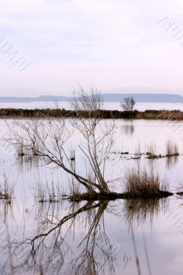 Natural bird reserve
