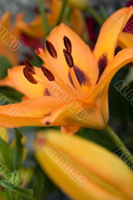 Orange lily