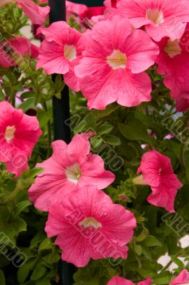 Pink petunias