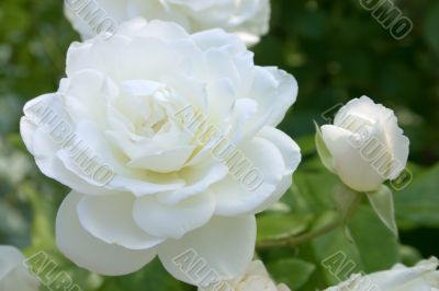 Pure white rose