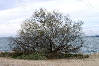 Seaside tree