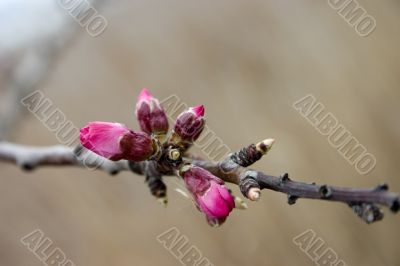 Spring buds