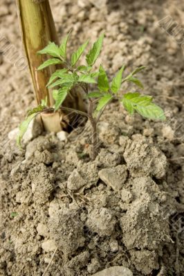 Tomato plant Tomato plant