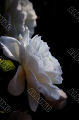 Evening rose