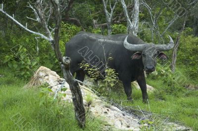 water buffalo