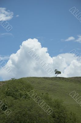 lonely tree background