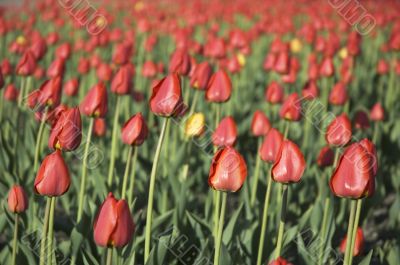 tulip field - shallow focus