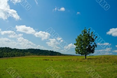 lonely tree in a green field lonely tree in a green field