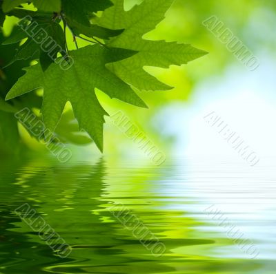 green leaves reflecting in the water, shallow focus