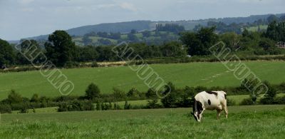 English Countryside