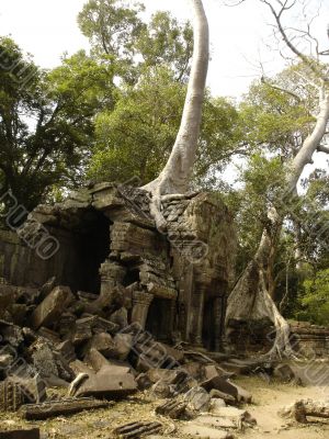 Banyan tree growing through ruins