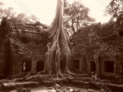 Banyan tree growing through ruins