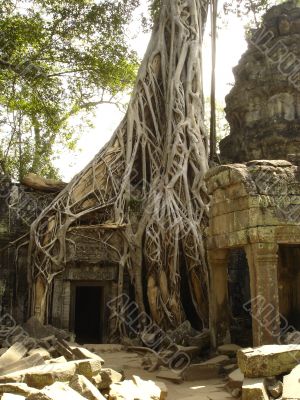 Banyan tree growing through ruins