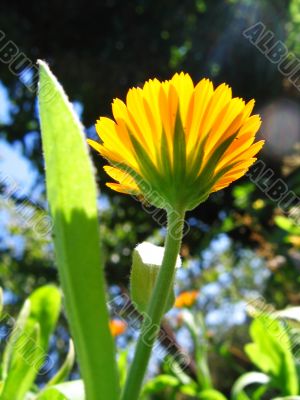 Bright orange flower