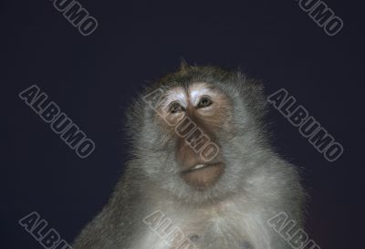 monkey
