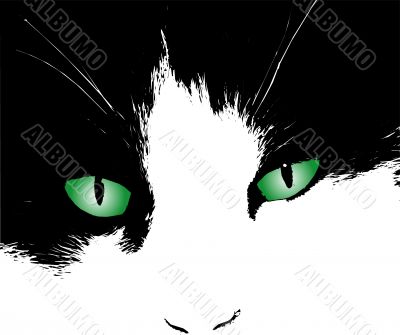 Cats eyes