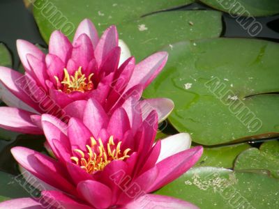 water lily