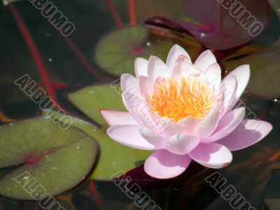 water lily