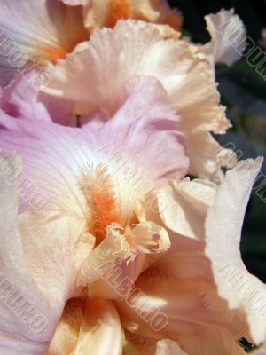 flower of an iris