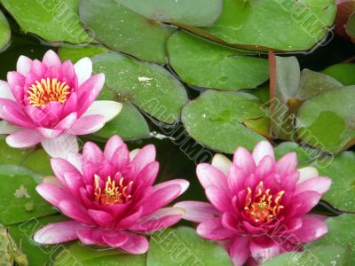 water lily