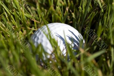 Golf Ball in the rough