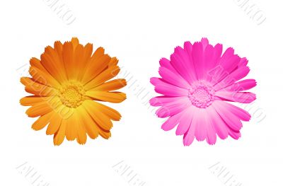  Two colored flowers, orange and pink