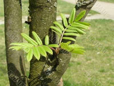 wild ash