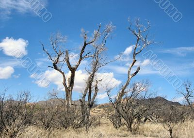  Old Dead Oak Trees in the Hot Sun