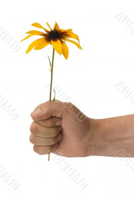 The stretched hand with a flower on a white background