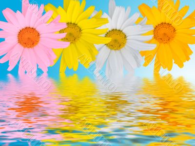 Multi-coloured camomiles on a blue background with reflections