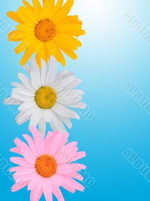 Multi-coloured camomiles on a blue background