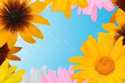 Multi-coloured camomiles on a blue background