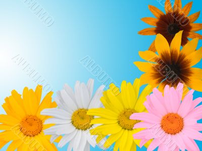 Multi-coloured camomiles on a blue background