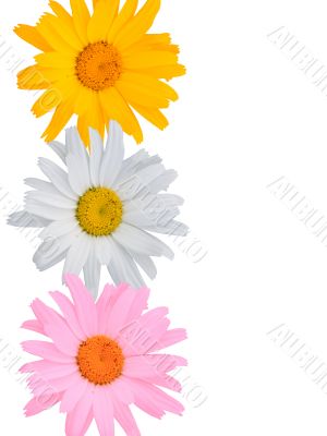Multi-coloured flowers on a white background