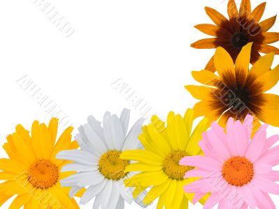 Multi-coloured flowers on a white background