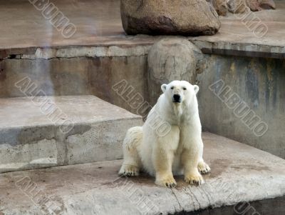 Polar bear